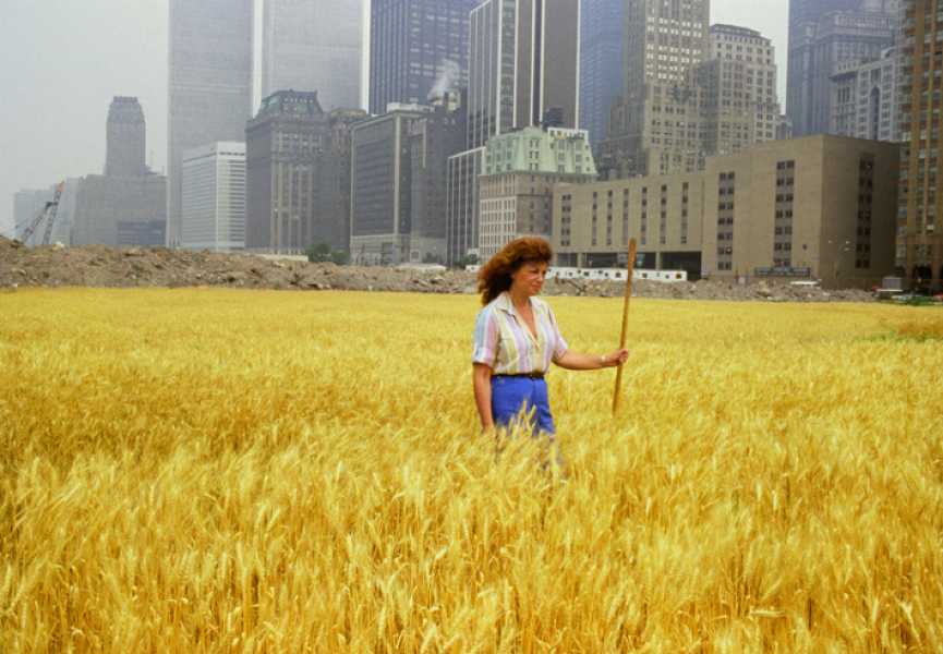 Agnes Denes, Wheatfield, 'A confrontation', 1982