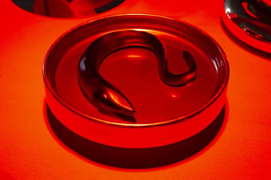 Adelaide Lala Tam & Kuang-Yi Ku, 'The New Ultimate Imperial Feast' foto: Naomi Moonlion, courtesy Stroom Den Haag